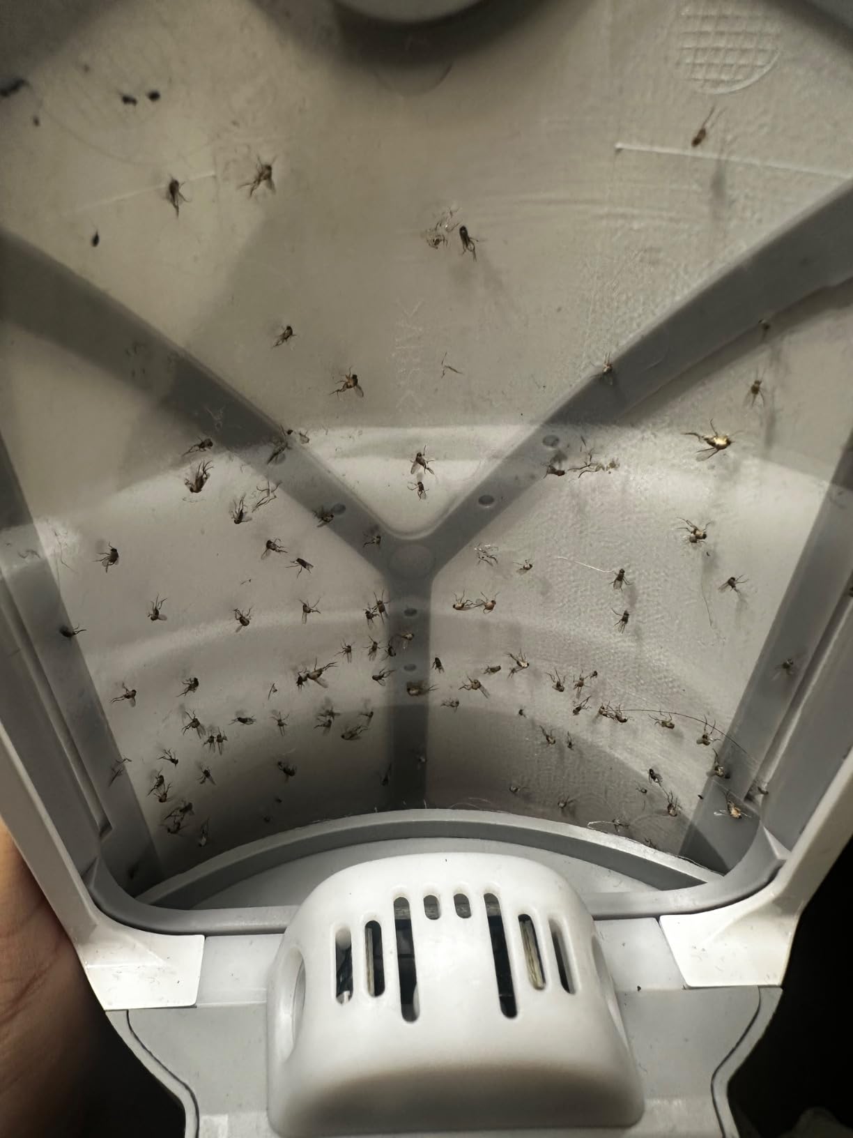 Zevo Flying Insect Trap & 3 Refill Cartridges - Plug in Fly Trap & Indoor Bug Catcher for Gnats, House & Fruit Flies - Blue & UV Light Technology, Mess-Free Alternative to Bug Zapper customer photo 1