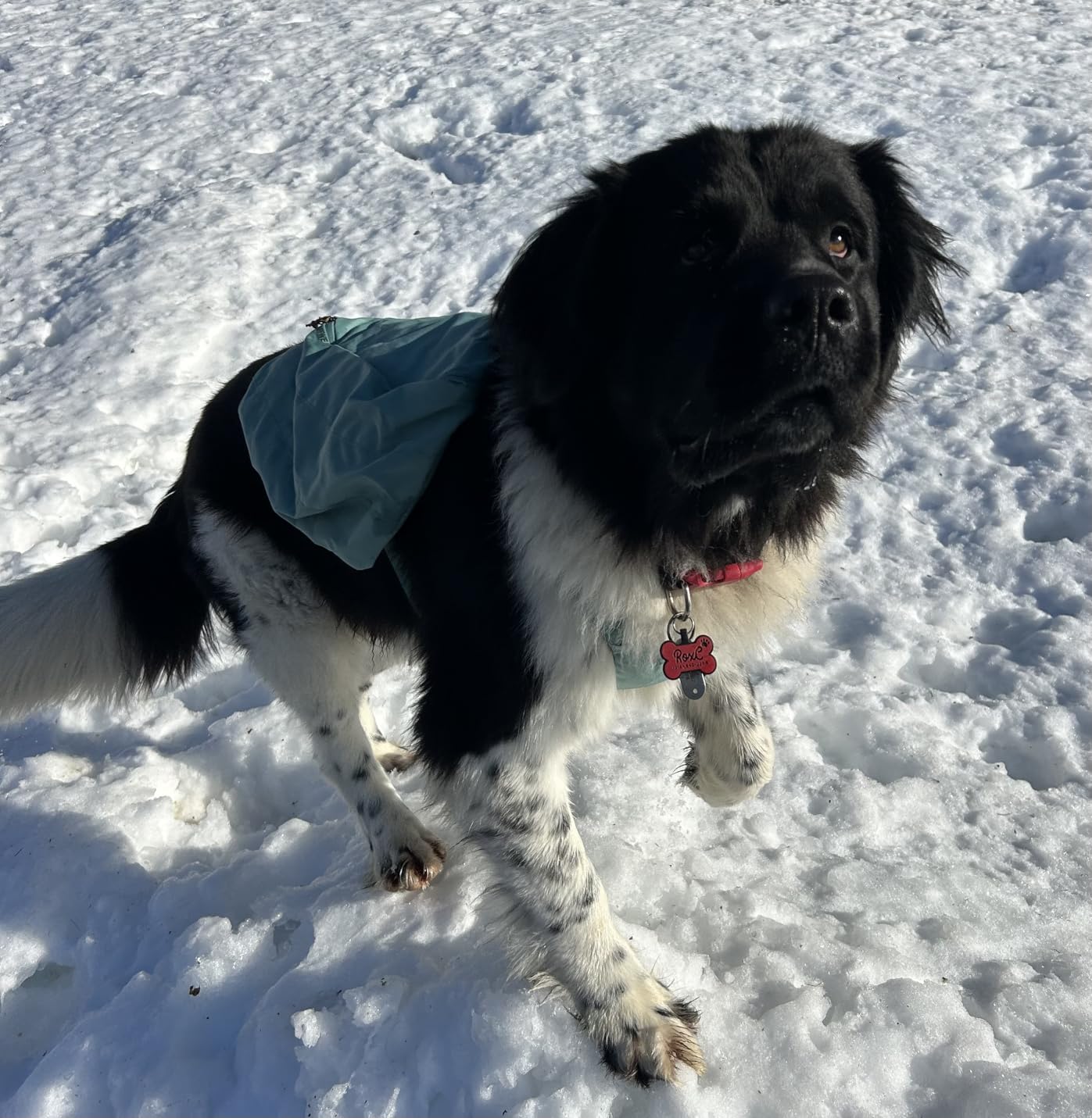 Ruffwear Front Range Day Pack, Dog Backpack with Saddlebags, 5-Point Adjustment, 3 Leash Points, Padded Handle, Internal Mesh Pockets, Reflective Trim customer photo 1