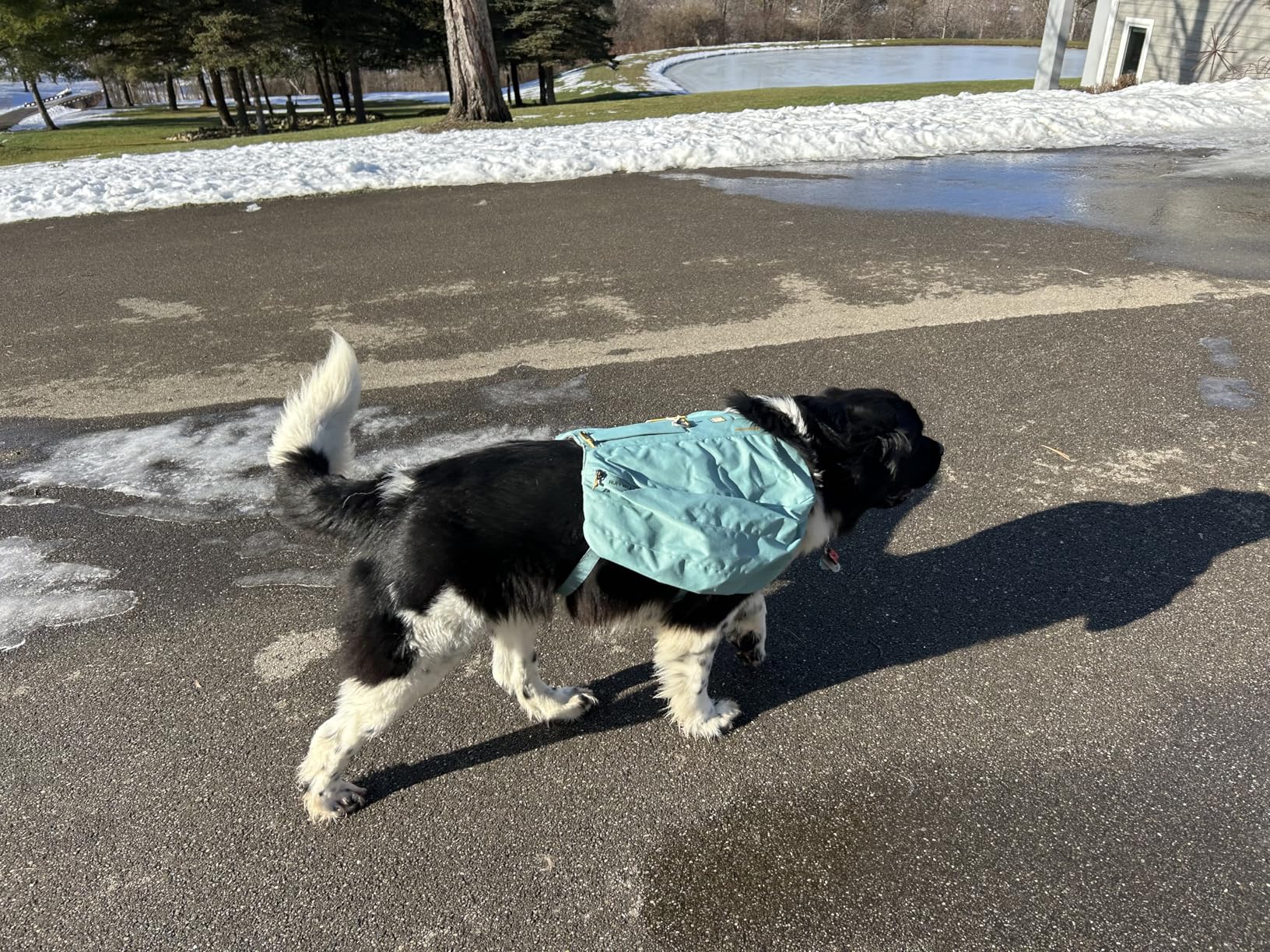 Ruffwear Front Range Day Pack, Dog Backpack with Saddlebags, 5-Point Adjustment, 3 Leash Points, Padded Handle, Internal Mesh Pockets, Reflective Trim customer photo 2