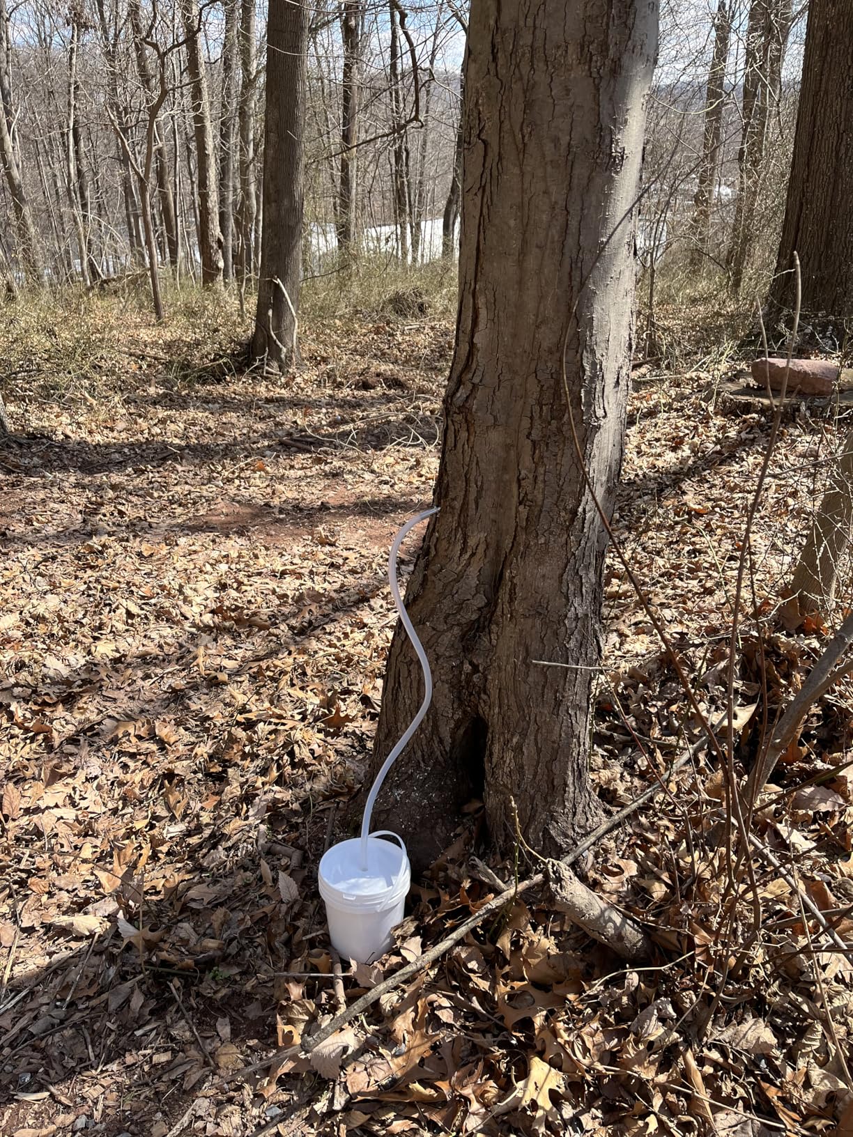 Maple Syrup Tapping Kit - (6) Stainless Steel Spiles and Hooks, (6) 3-ft Food Grade Tubing, (6) 1-Quart Syrup Pre-Filters, (2) Spile Cleaning Brushes, Upgraded Maple Tree Tapping Kit customer photo 1