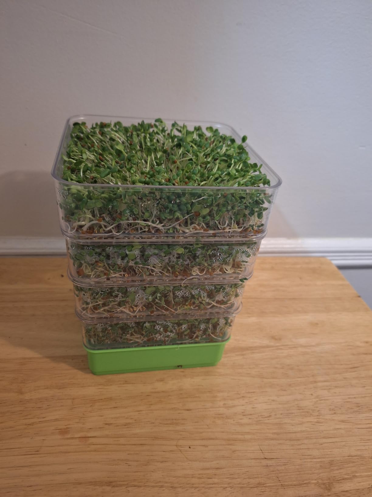 4-Tier Seed Sprouting Kit with Drain Holes and Drain Tray, Upgrade Stackable Microgreens Fresh Organic Bean Seed Sprouter Tray Ripple Soil-Free Sprouter Tray for Beans Alfalfa Seeds customer photo 1