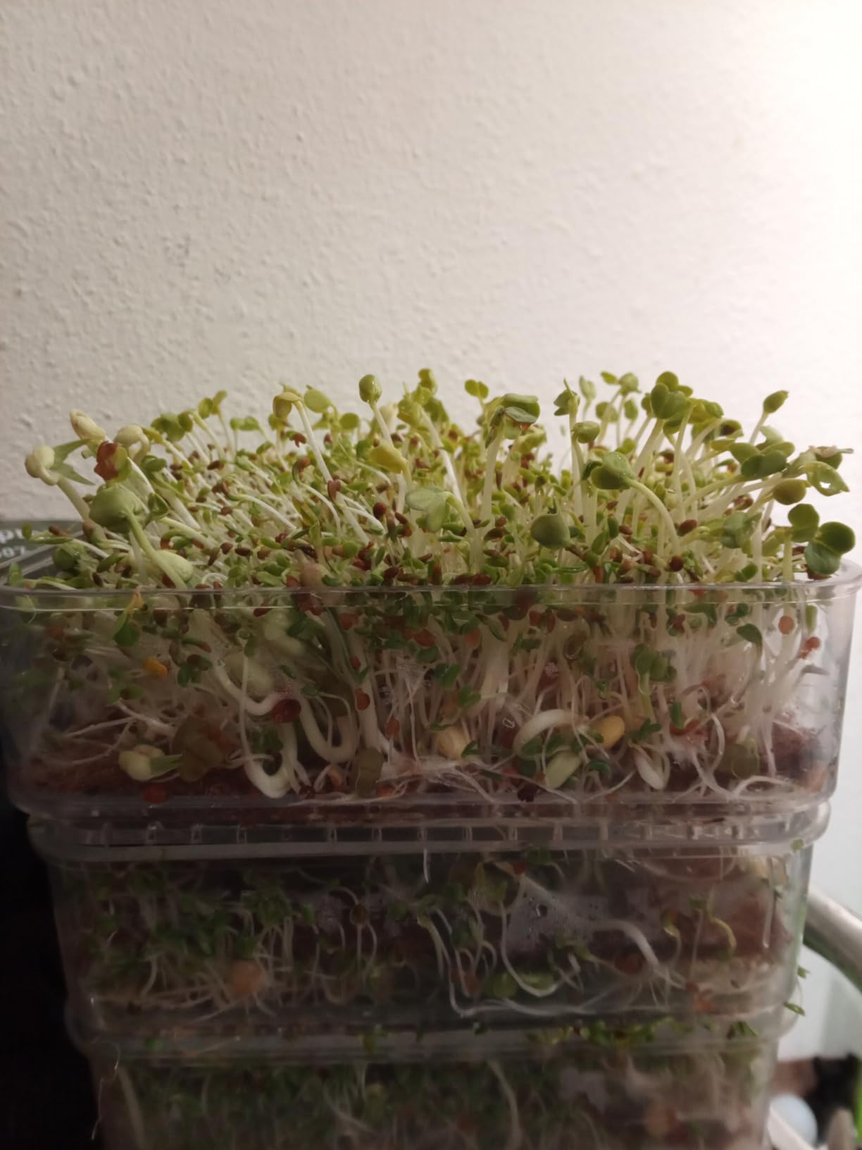 4-Tier Seed Sprouting Kit with Drain Holes and Drain Tray, Upgrade Stackable Microgreens Fresh Organic Bean Seed Sprouter Tray Ripple Soil-Free Sprouter Tray for Beans Alfalfa Seeds customer photo 2