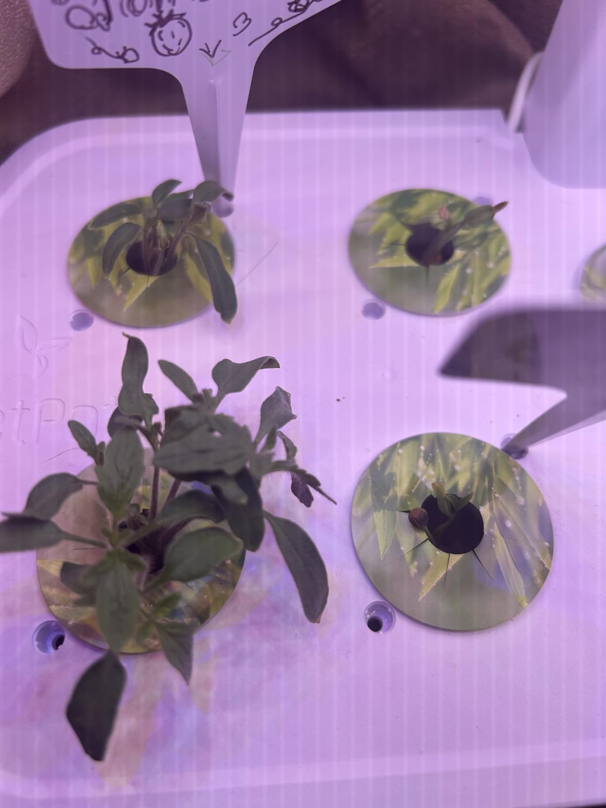 LetPot LPH-Air Hydroponics Growing System Kits, APP & WiFi Controlled Smart Indoor Garden with Adjustable 24W Grow Light Full Spectrum, 10 Pods customer photo 1
