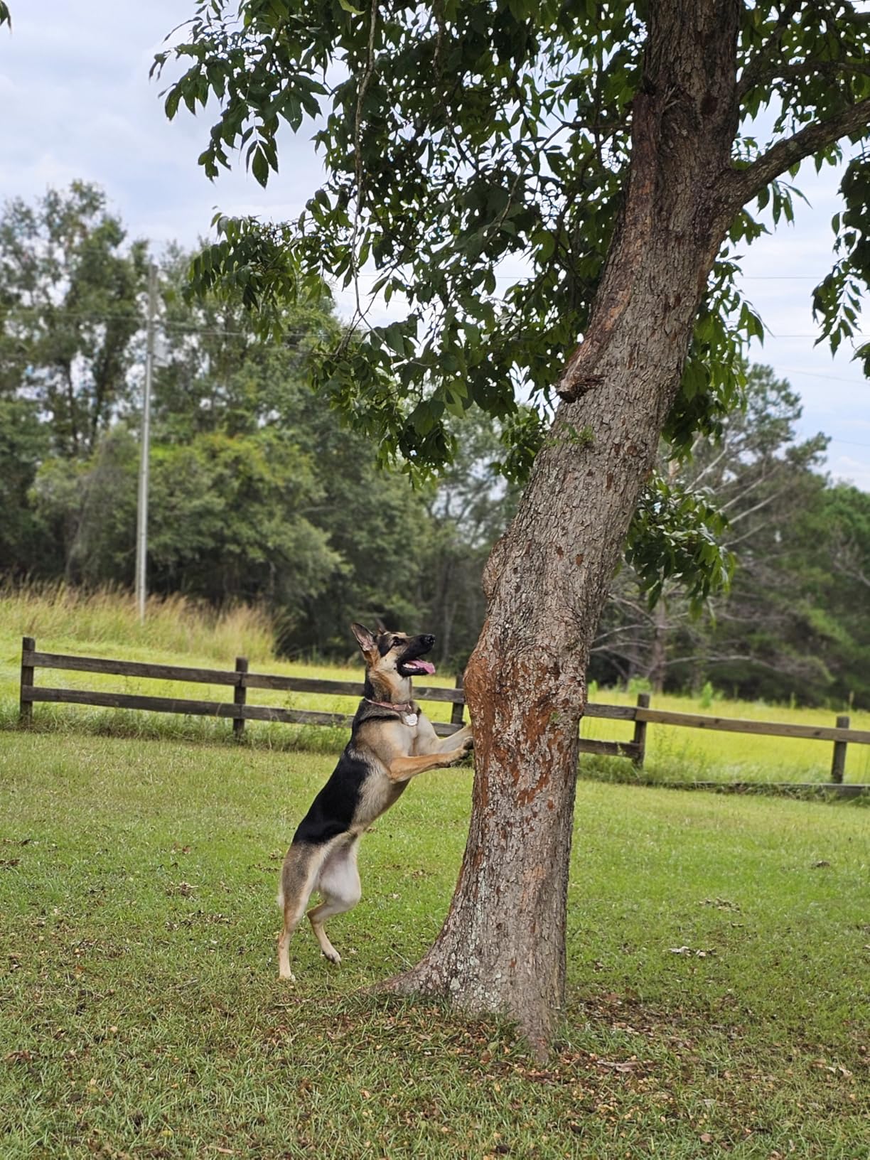 SpotOn GPS Wireless Dog Fence Collar customer photo 2