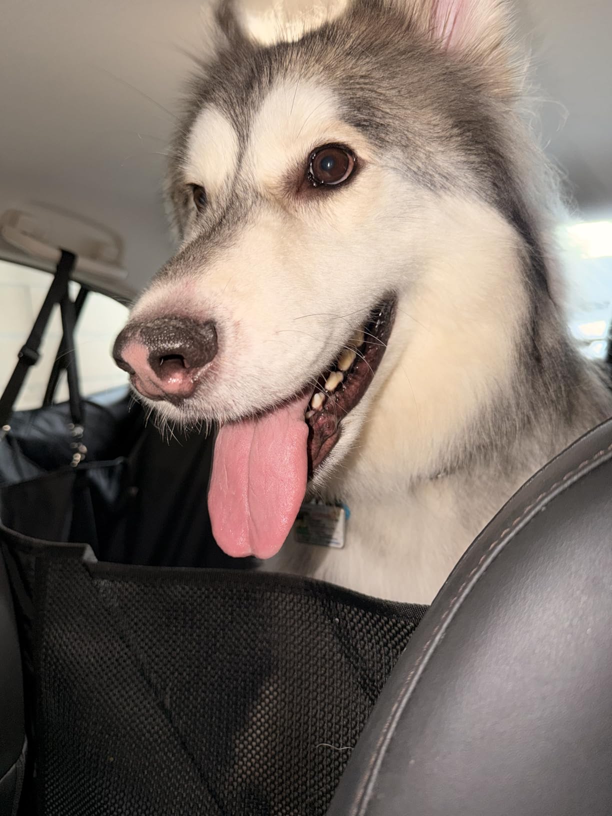 Back Seat Extender for Dogs, Waterproof Dog Car Seat Cover for Back Seat with Hard Bottom, 2026 Upgraded Material, Anti Scratch, Safer, Easy to Use and Clean, Holds 400lbs customer photo 1