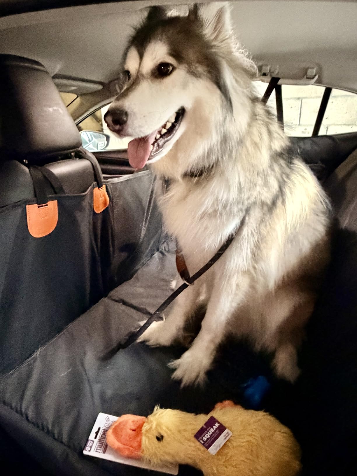 Back Seat Extender for Dogs, Waterproof Dog Car Seat Cover for Back Seat with Hard Bottom, 2026 Upgraded Material, Anti Scratch, Safer, Easy to Use and Clean, Holds 400lbs customer photo 2