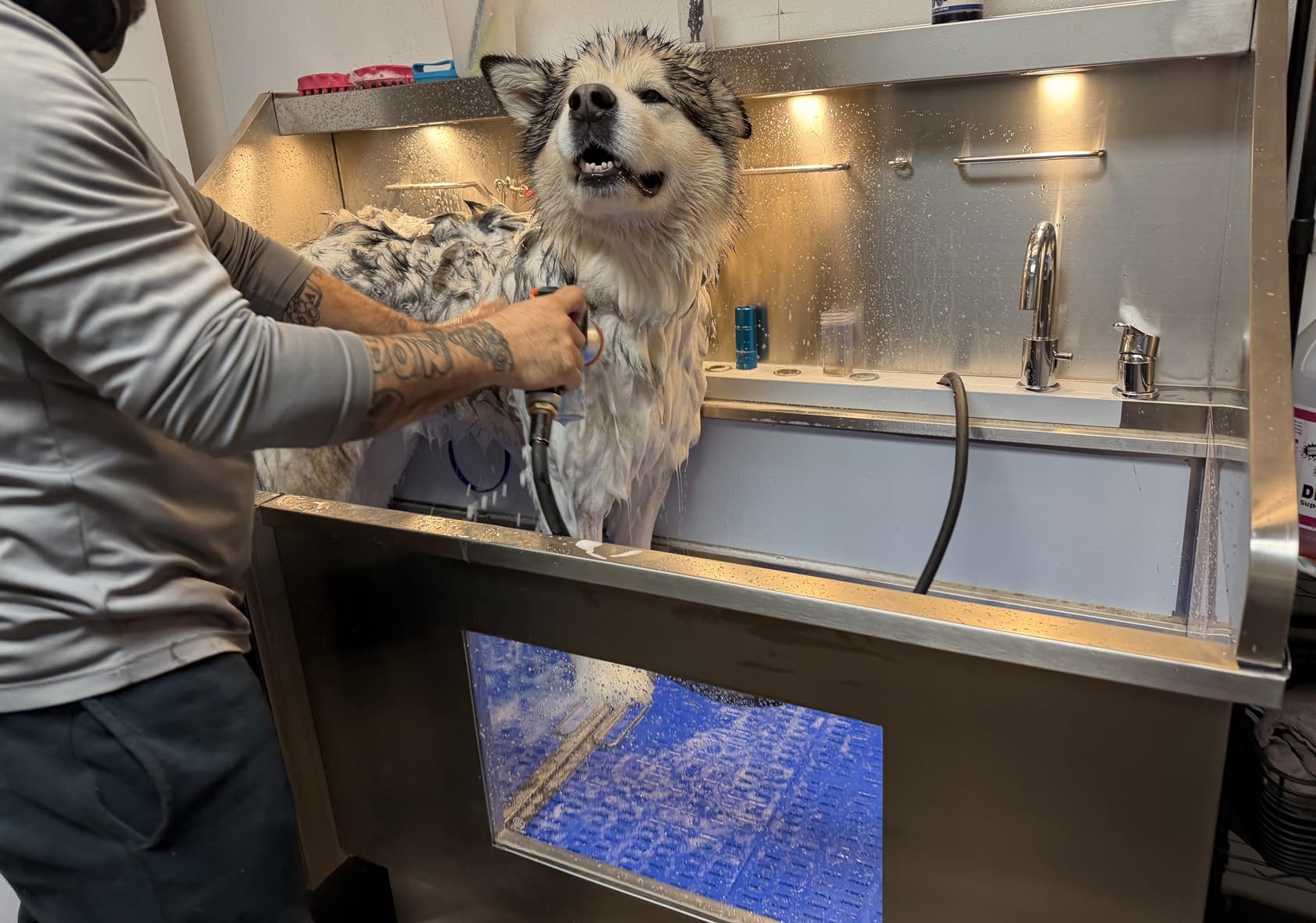 POLIMO Dog Washing Station with LED Display 50