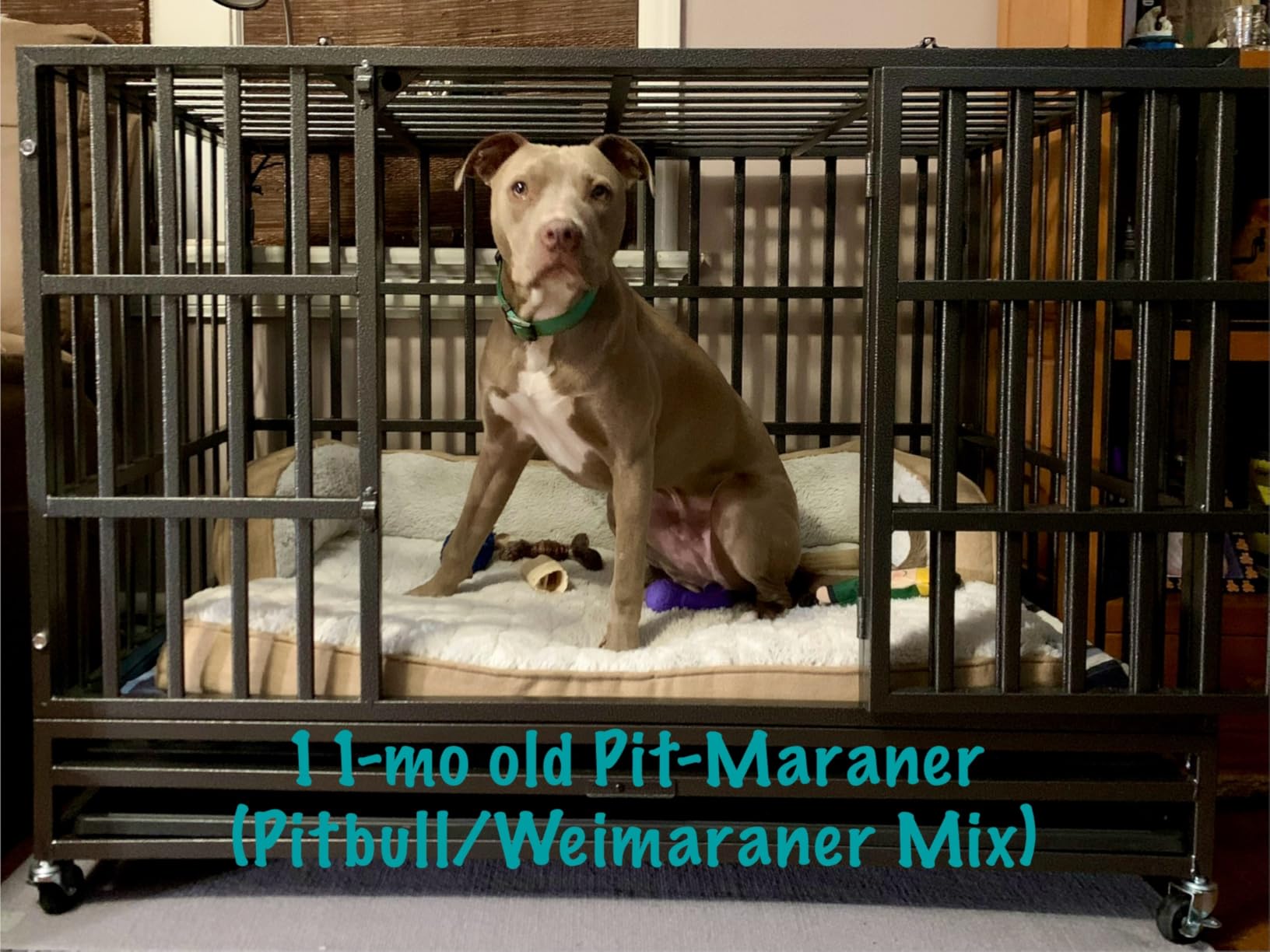 Oranland 48 inch Heavy Duty Indestructible Dog Crate, 2025 New Upgraded Reinforced Baseplate for Large Dogs, XL Dog Crate for High Anxiety Dogs customer photo 1
