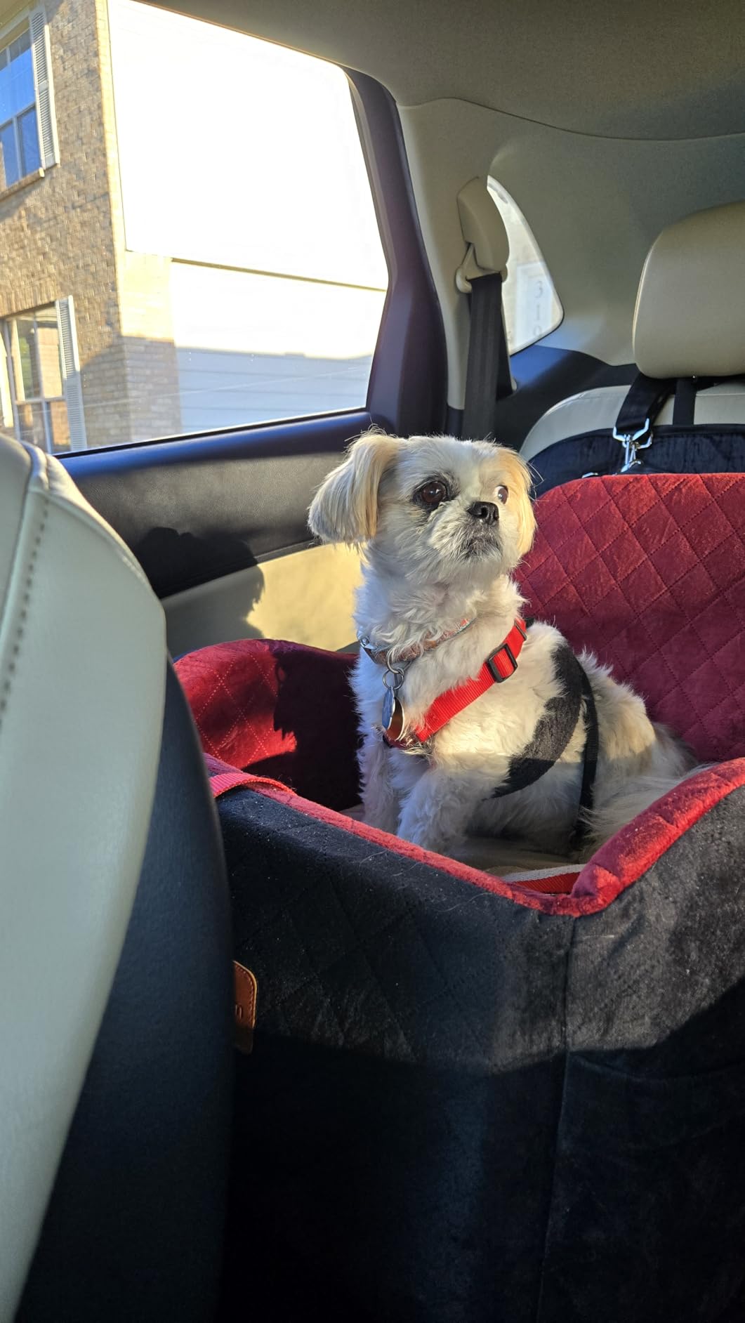 Dog Booster Car Seat for S/M Dogs Up to 35lbs, Soft 6in Elevated Cushion, Fits in Front/Back Seat, Fully Detachable and Washable, 2 Storage Pockets & 3 Straps, Easy to Install (Black/Brown, Medium) customer photo 2