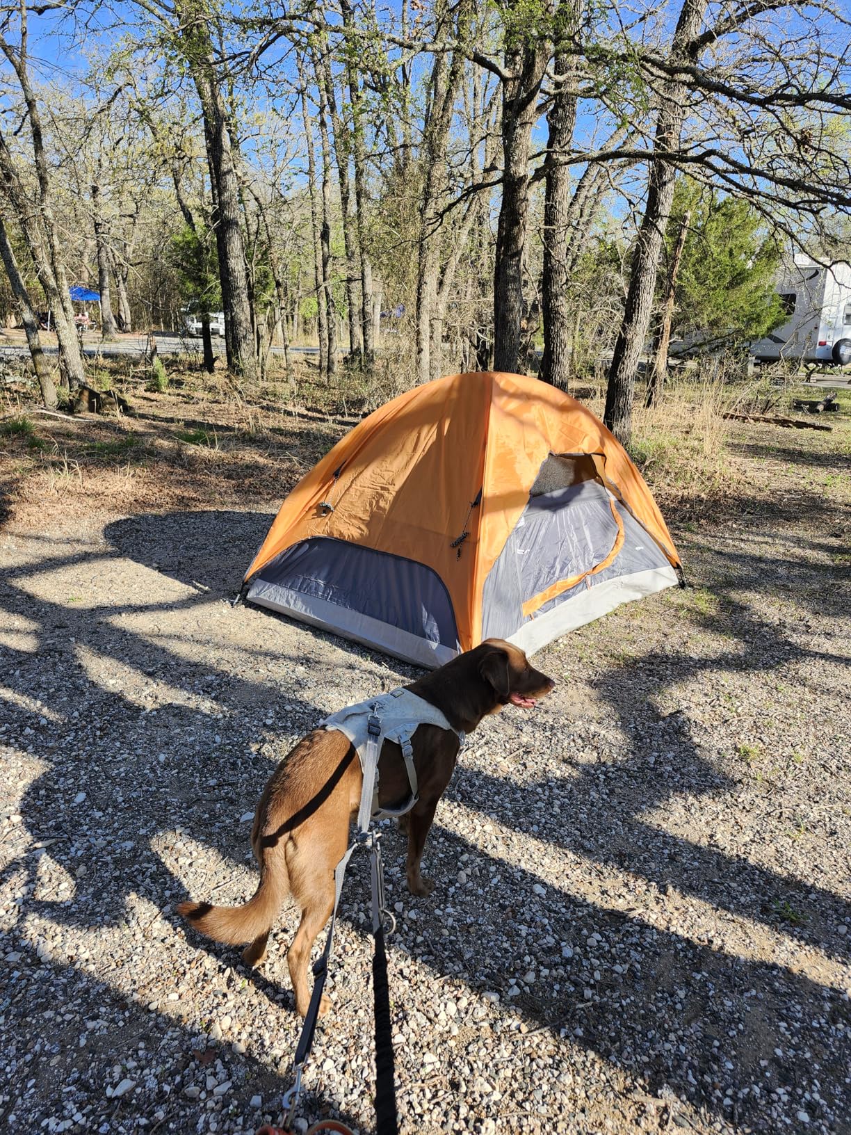Amazon Basics Camping Tent, 3-Season Dome Design with Rainfly customer photo 1