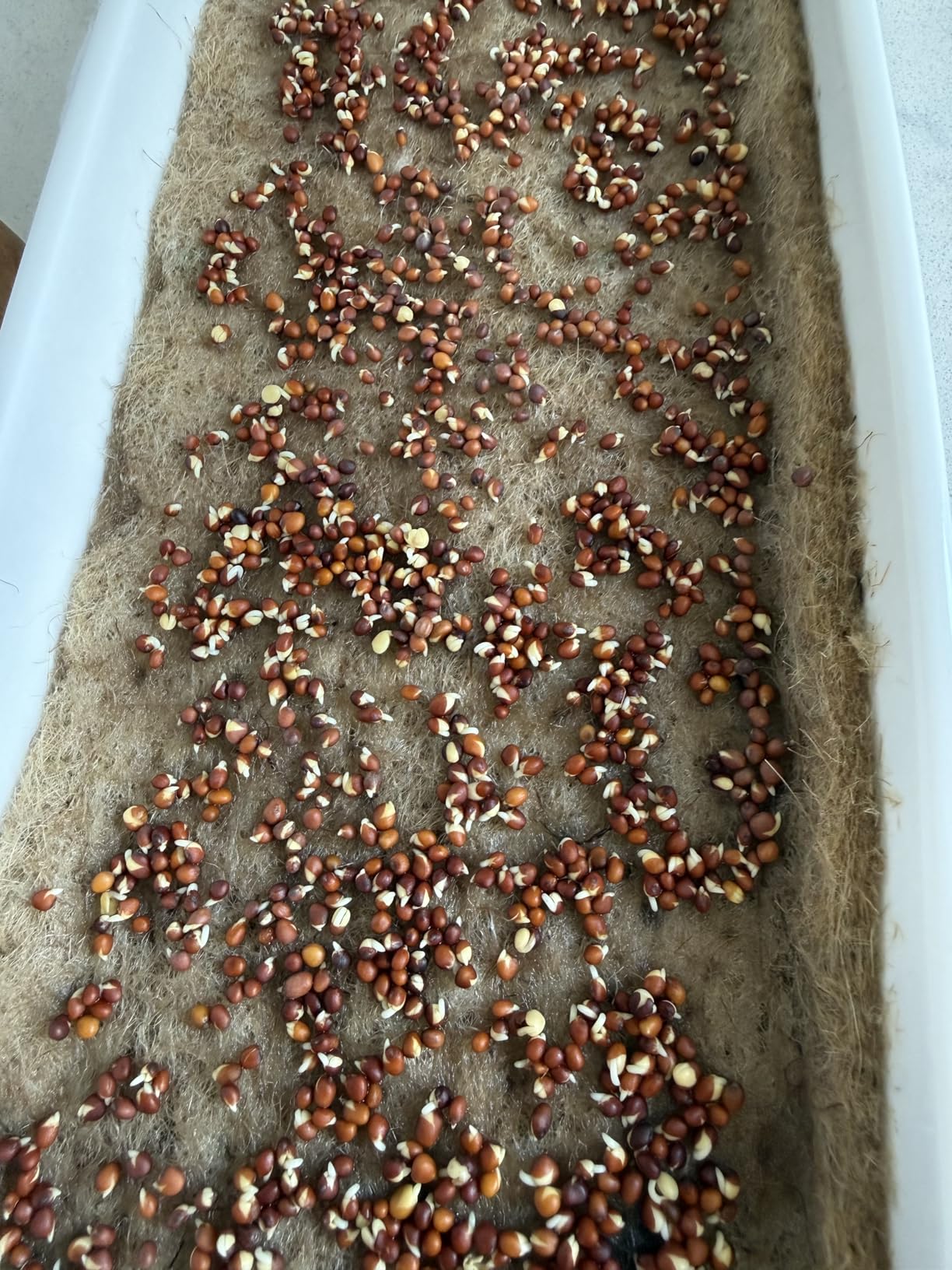 mizuna Microgreens Growing Kit - 2 Ceramic Trays, Coconut Coir & Seeds | Indoor Windowsill Grow Kit | Gift for Plant & Food Lovers customer photo 1