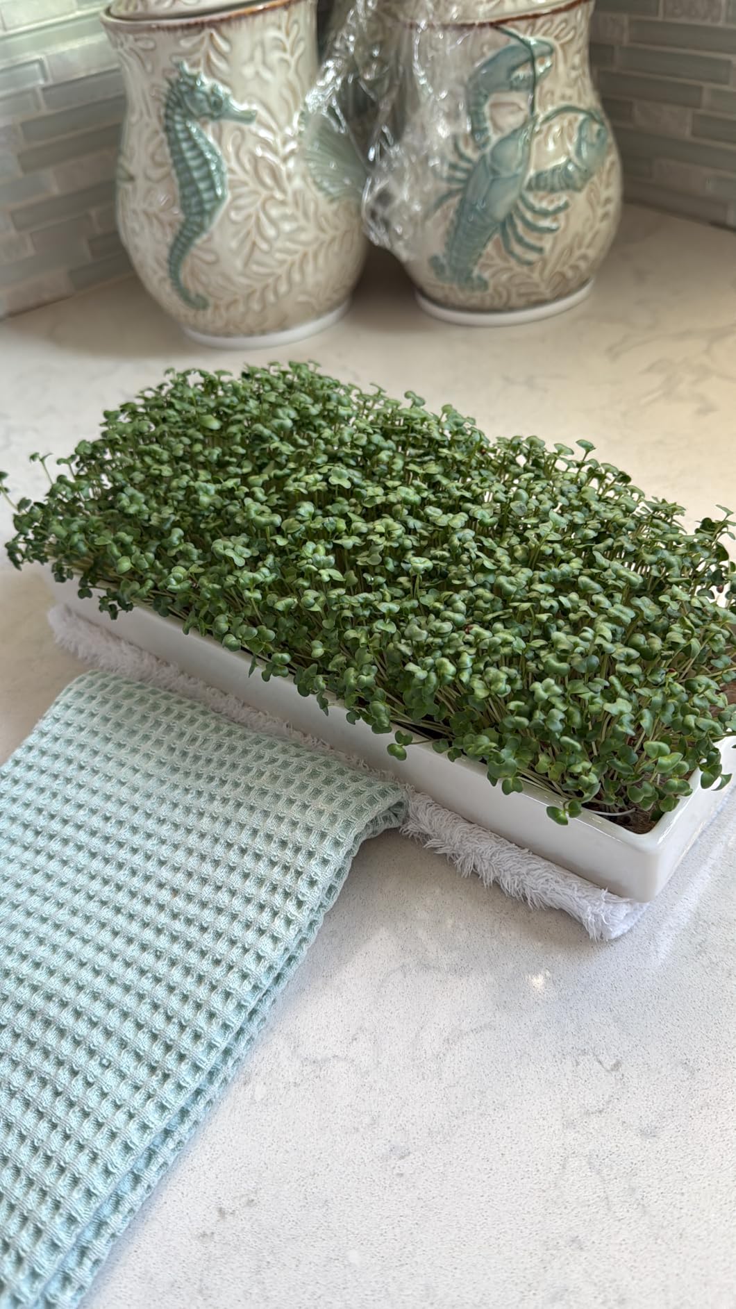 mizuna Microgreens Growing Kit - 2 Ceramic Trays, Coconut Coir & Seeds | Indoor Windowsill Grow Kit | Gift for Plant & Food Lovers customer photo 2
