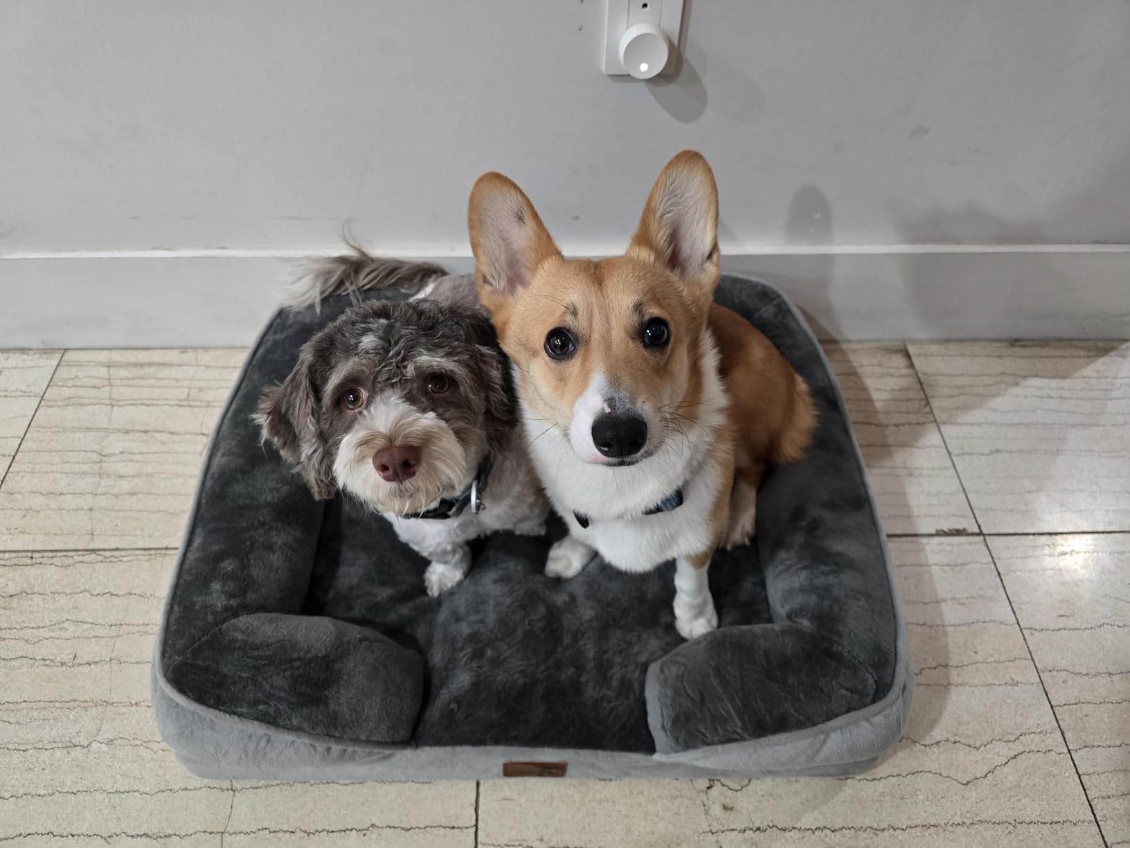 Spotted Play Orthopedic Dog Bed with Sides - Dog Sofa Beds for Medium Dogs, Supportive Foam Pet Couch Bed with Washable Removable Cover, Waterproof Lining and Non-Slip Bottom, Grey - M customer photo 1