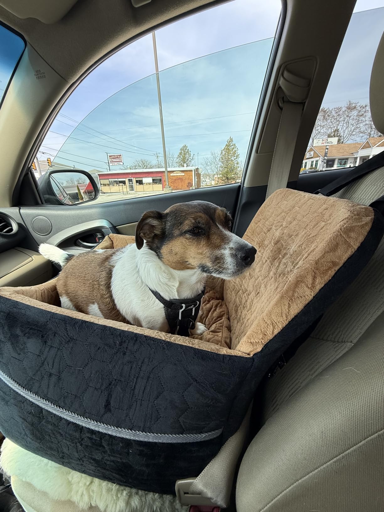 Dog Car Seat for Small/Medium Dogs, Memory Foam Dog Booster Seat, Travel Safety Per Car Seat with Washable Removable Cover, Storage Pockets for Dogs up to 35 lbs(Gray) customer photo 1
