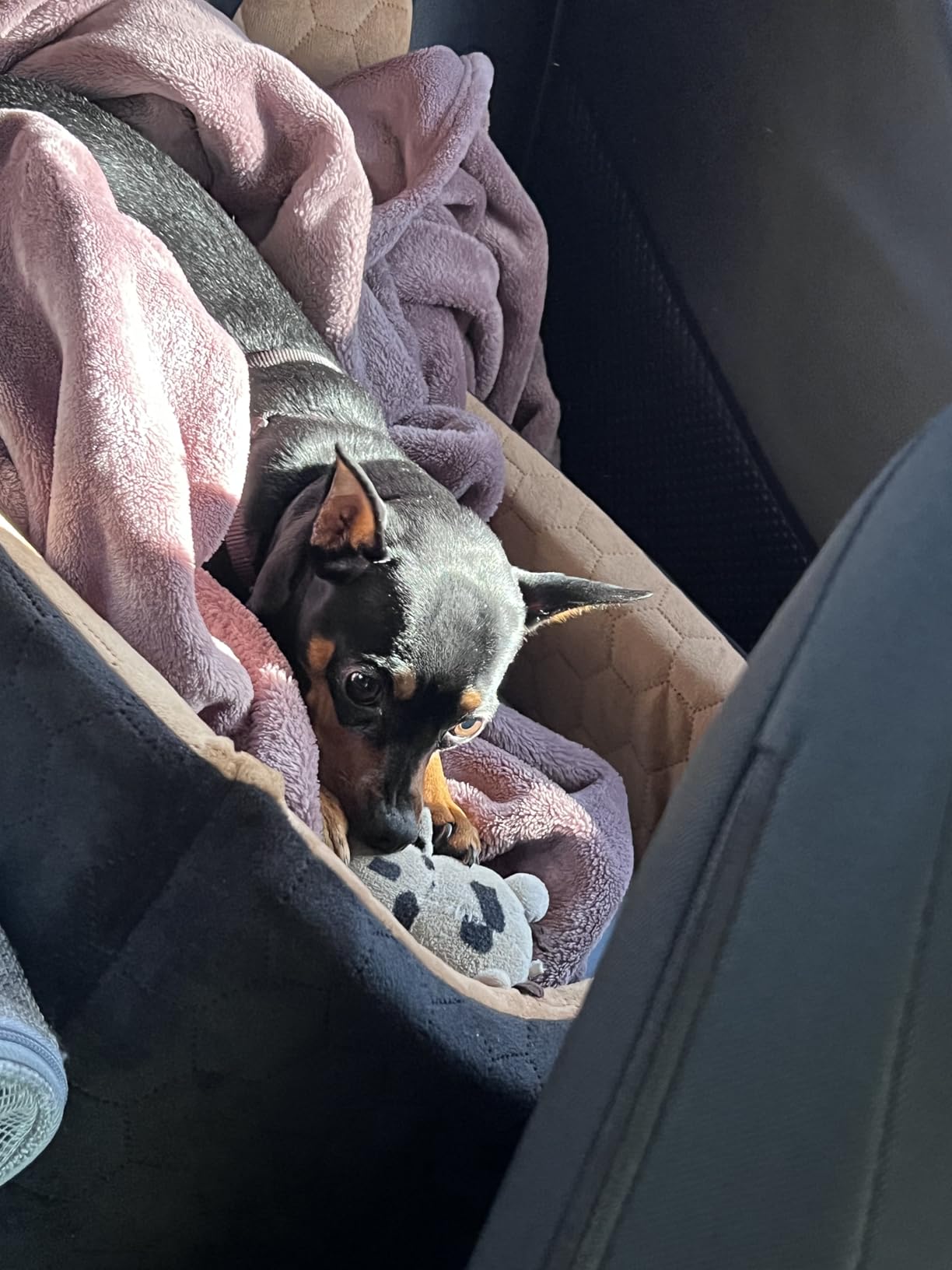 Dog Car Seat for Small/Medium Dogs, Memory Foam Dog Booster Seat, Travel Safety Per Car Seat with Washable Removable Cover, Storage Pockets for Dogs up to 35 lbs(Gray) customer photo 2