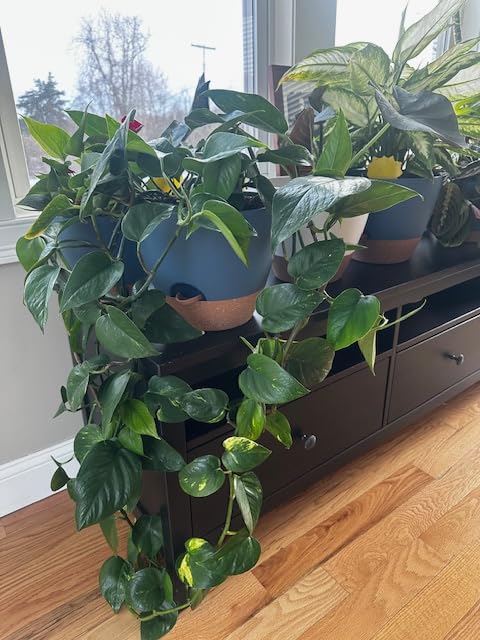 8/10/12 Inch Self Watering Pots for Indoor/Outdoor Plants - Large Plastic Planter with Drainage Holes, Water Level Indicator & Deep Reservoir, Modern Decorative Flower Pots (White) customer photo 2