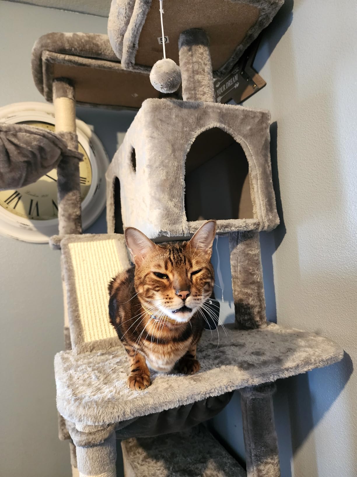 SHA CERLIN 81in Multi-Level Tall Cat Tree Tower for Indoor Kitties/Larger Cat Condo Furniture with Hammock/Cozy Perches/Sisal Scratching Posts, Leopard Print customer photo 2