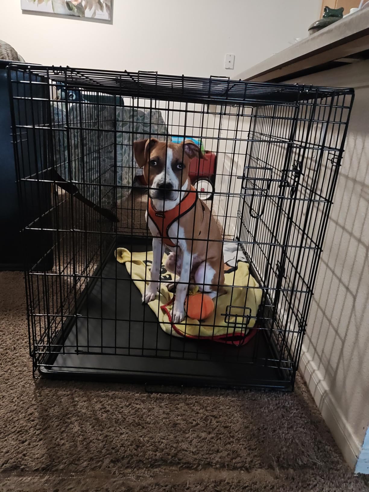 FDW 30 inch Dog Crate Dog Kennel Cage with Double Door Folding Metal Wire Dog Cage with Removable Tray & Divider Panel, Pet Crate for Medium Dogs customer photo 1
