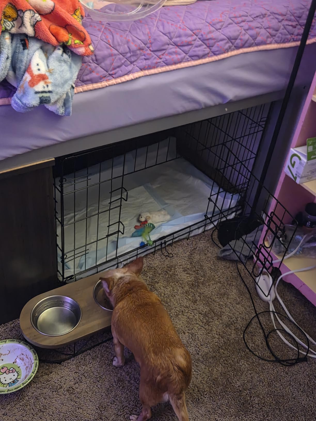 FDW 30 inch Dog Crate Dog Kennel Cage with Double Door Folding Metal Wire Dog Cage with Removable Tray & Divider Panel, Pet Crate for Medium Dogs customer photo 2