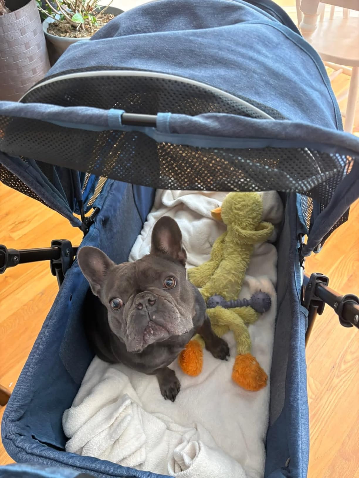 Dog Stroller for Large & Medium Dogs (20-132 lbs), Pet Stroller for 2 Small Dogs, Extra Large Heavy Duty, Foldable & Ventilated, Pink or Navy customer photo 1