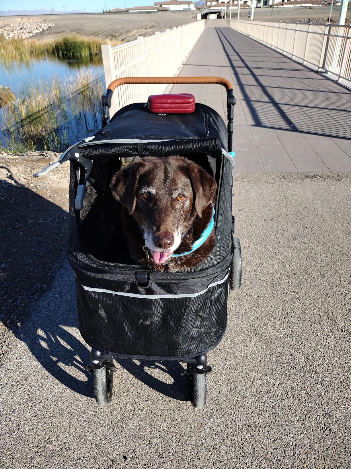Zoosky Pet Stroller for Large Dogs up to 110lbs, Large Pet Stroller for Multiple Pets, All-Terrain with Adjustable Handle & Mesh Dual-Window, 1680D Waterproof Oxford Fiber customer photo 1
