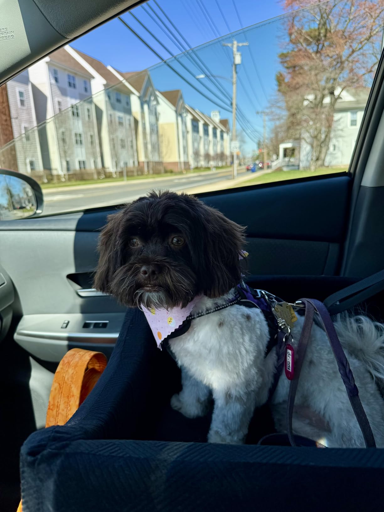 JOEJOY Dog Car Seat for Large Medium Sized Dogs Under 55 lbs, Dog Booster Seat for 2 Small Dogs with Detachable Washable Cover, Memory Foam Pet Car Seat with 2 Safety Belts and Storage Pockets customer photo 2