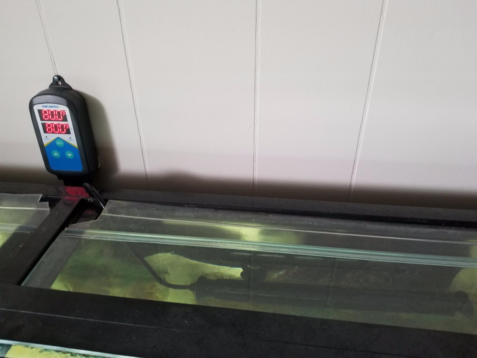 Finnex Titanium Aquarium Heater, 500 Watt THD Series Standard, Heater Guard, Made in Taiwan customer photo 2