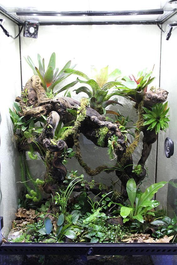 12x12x18 Reptile Tank 10 Gallon - Acrylic Reptile Enclosure Terrarium for Crested Gecko, Lizards, Spiders & Snakes - Clear Lizard Habitat Terrarium customer photo 2