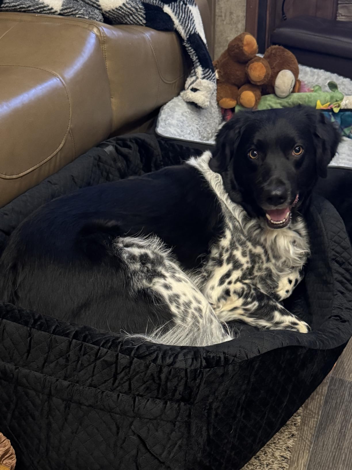 Dog Car Seat for Large Dogs up to 60 lbs or 2 Small Dogs with 4