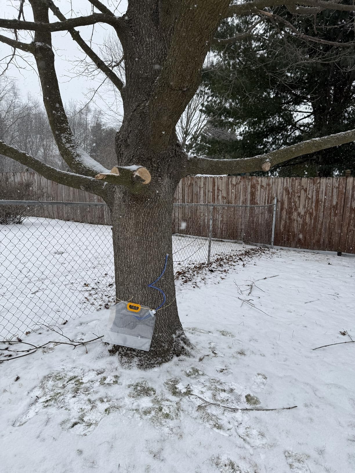 WANTELFOR Maple Syrup Tapping Kit - 10 Sets with Taps, 3ft Tubing, 5L Big Capacity Collection Bags and appropriate drill bit for DIY Birch Tree Sap Collection, Ideal for Beginners & Experts (Large size) customer photo 1