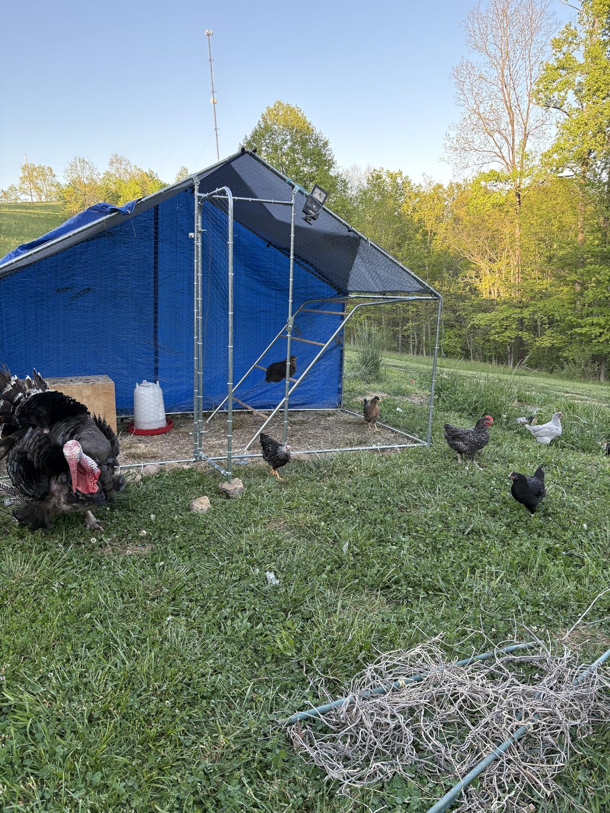 Metal Chicken Coop with Run, 10 x 5 x 6.4ft Outdoor Walk-in Chicken Run Pen Poultry Cage, Upgrade Roosting Perch,Waterproof & Anti-Ultraviolet Cover,Spire Roof customer photo 1
