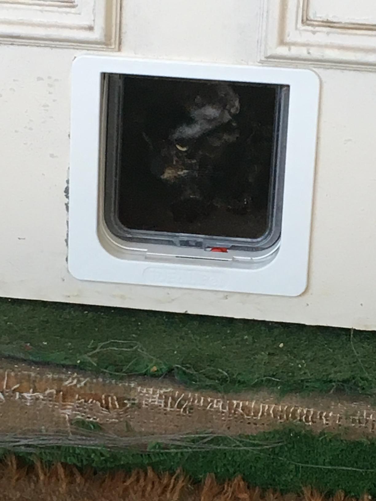 Ideal Pet Products Cat Flap Door with 4 Way Lock, 6.25