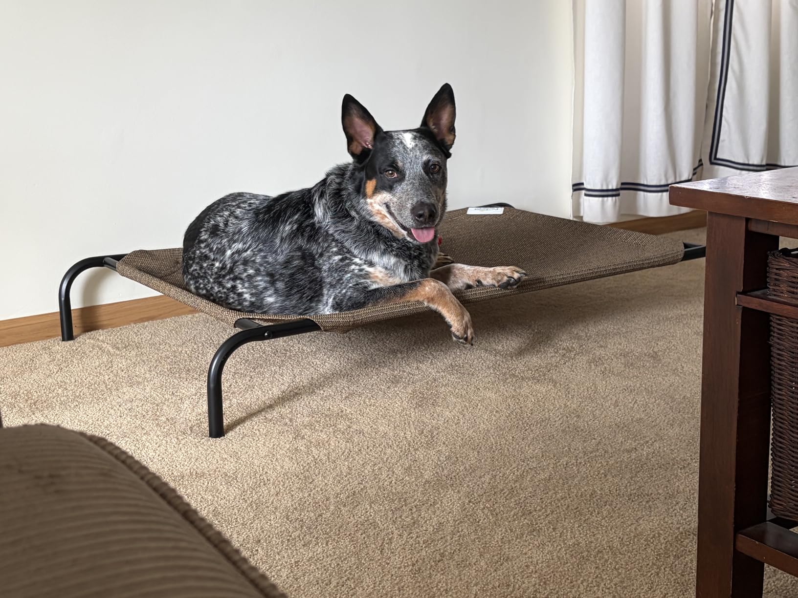 Coolaroo The Original Cooling Elevated Pet Bed, Medium, Brunswick Green customer photo 1