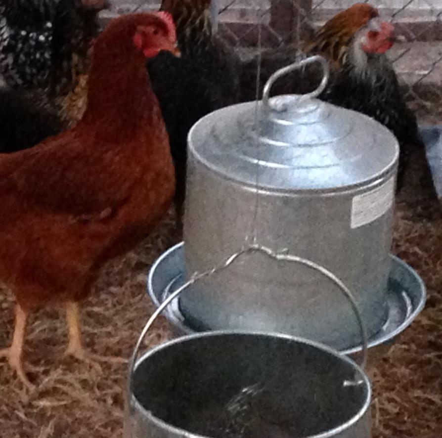 Little Giant Double Wall Metal Poultry Fount | Poultry Waterer | Heavy Duty Galvanized Steel Waterer | Made in USA (Silver, 3 Gallon) customer photo 2