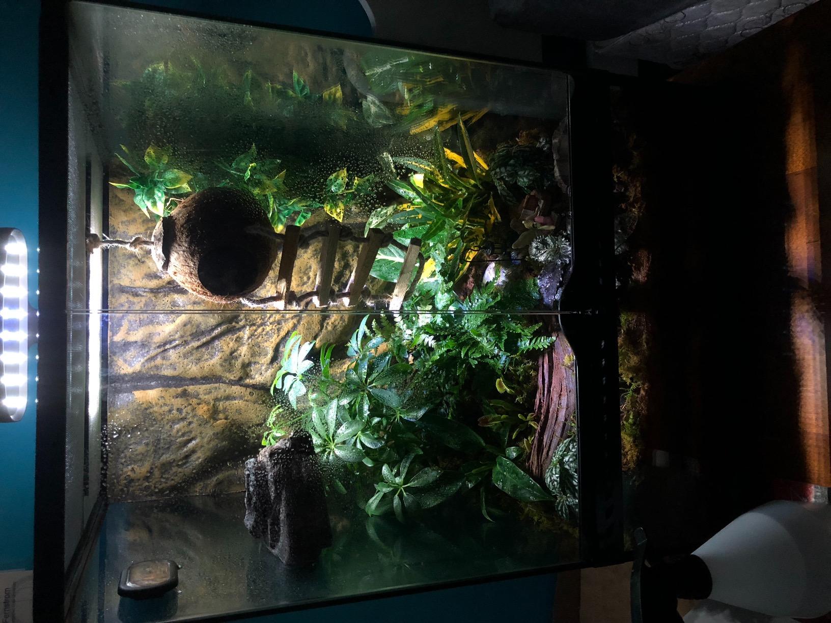 Exo Terra Glass Terrarium Kit, for Reptiles and Amphibians, Mini Wide, 12 x 12 x 12 Inches, PT2600A1 customer photo 1