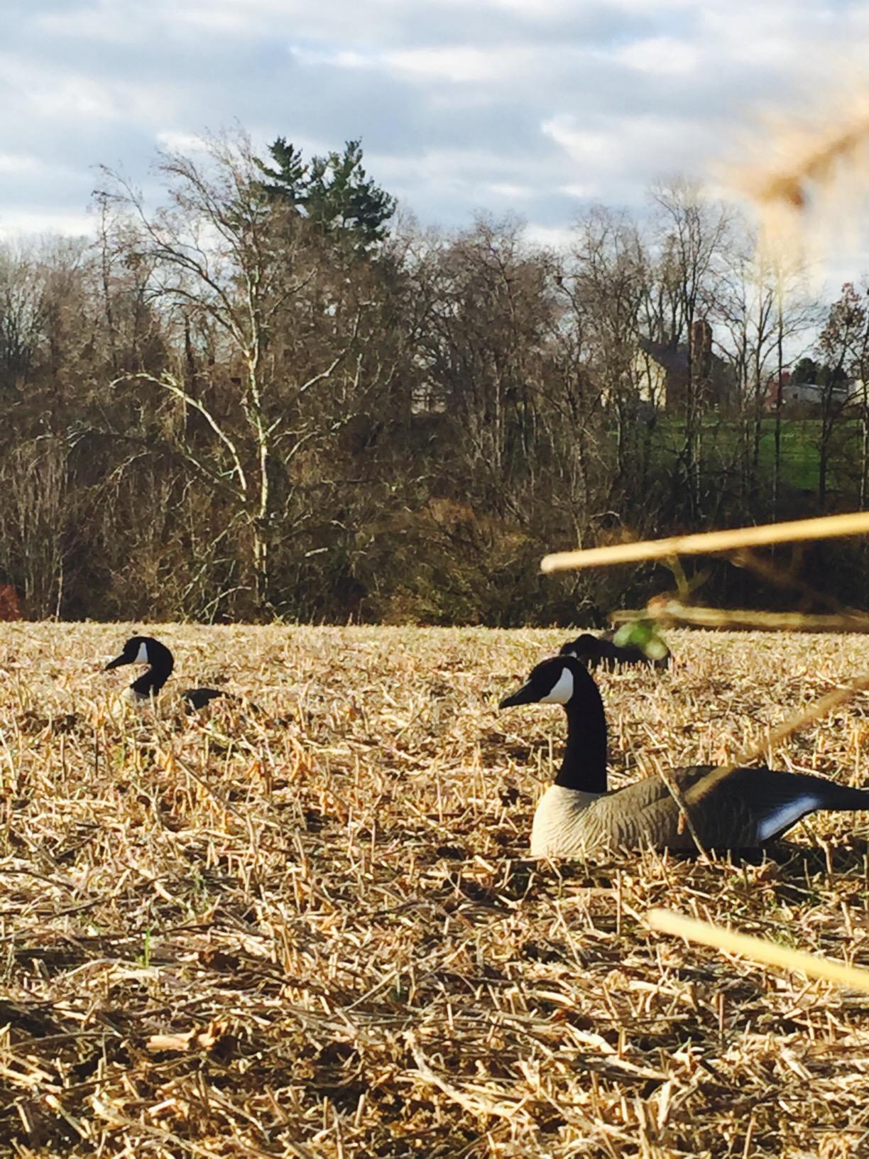 Higdon Outdoors Half Shell Goose Decoys for Waterfowl Hunting | Realistic & Stackable for Optimal Storage | Canada Goose | 6pk customer photo 1