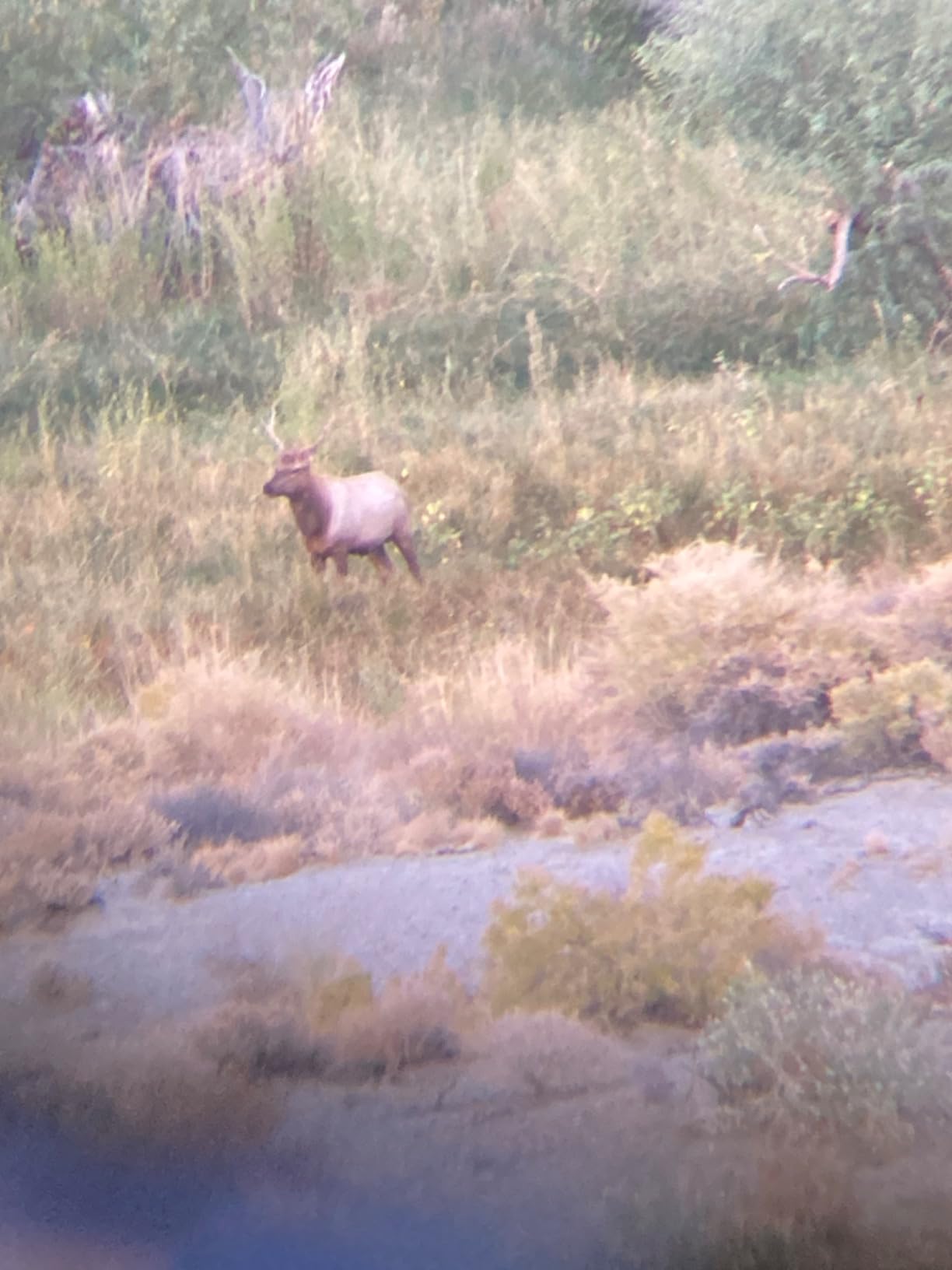 Primos Hunting Primos Cow Girl Call customer photo 1