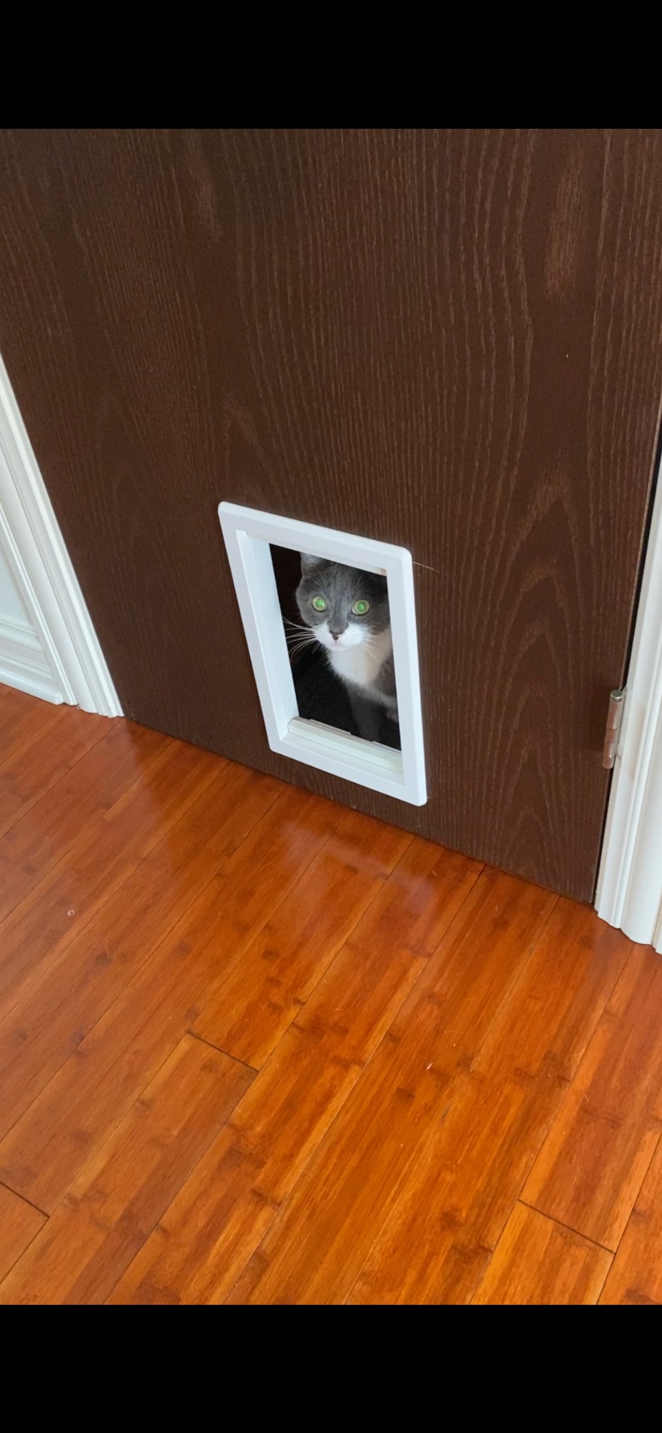 IDEAL PET PRODUCTS SINCE 1979 Perfect Pet Soft Flap Cat Door with Telescoping Frame, Medium, 7