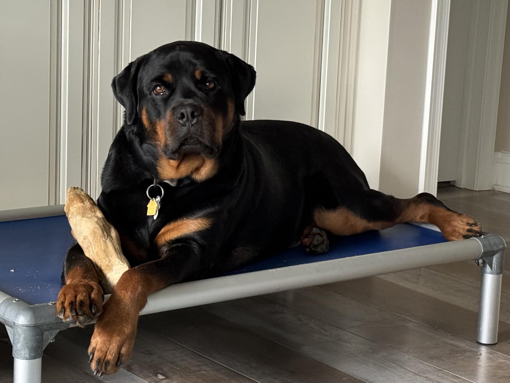 Kuranda Chewproof Elevated Dog Bed - Silver Aluminum - 40