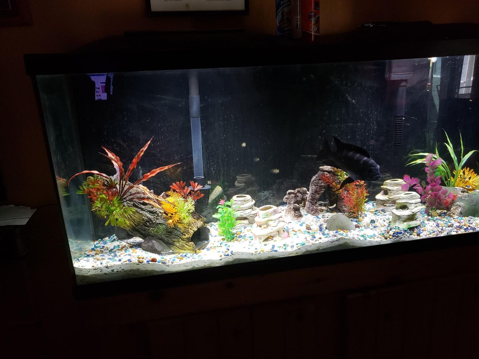 Marineland LED Aquarium Light, Natural Shimmering Light customer photo 1