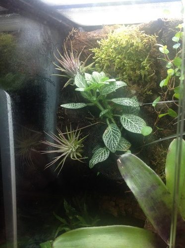 Marineland LED Aquarium Light, Natural Shimmering Light customer photo 2