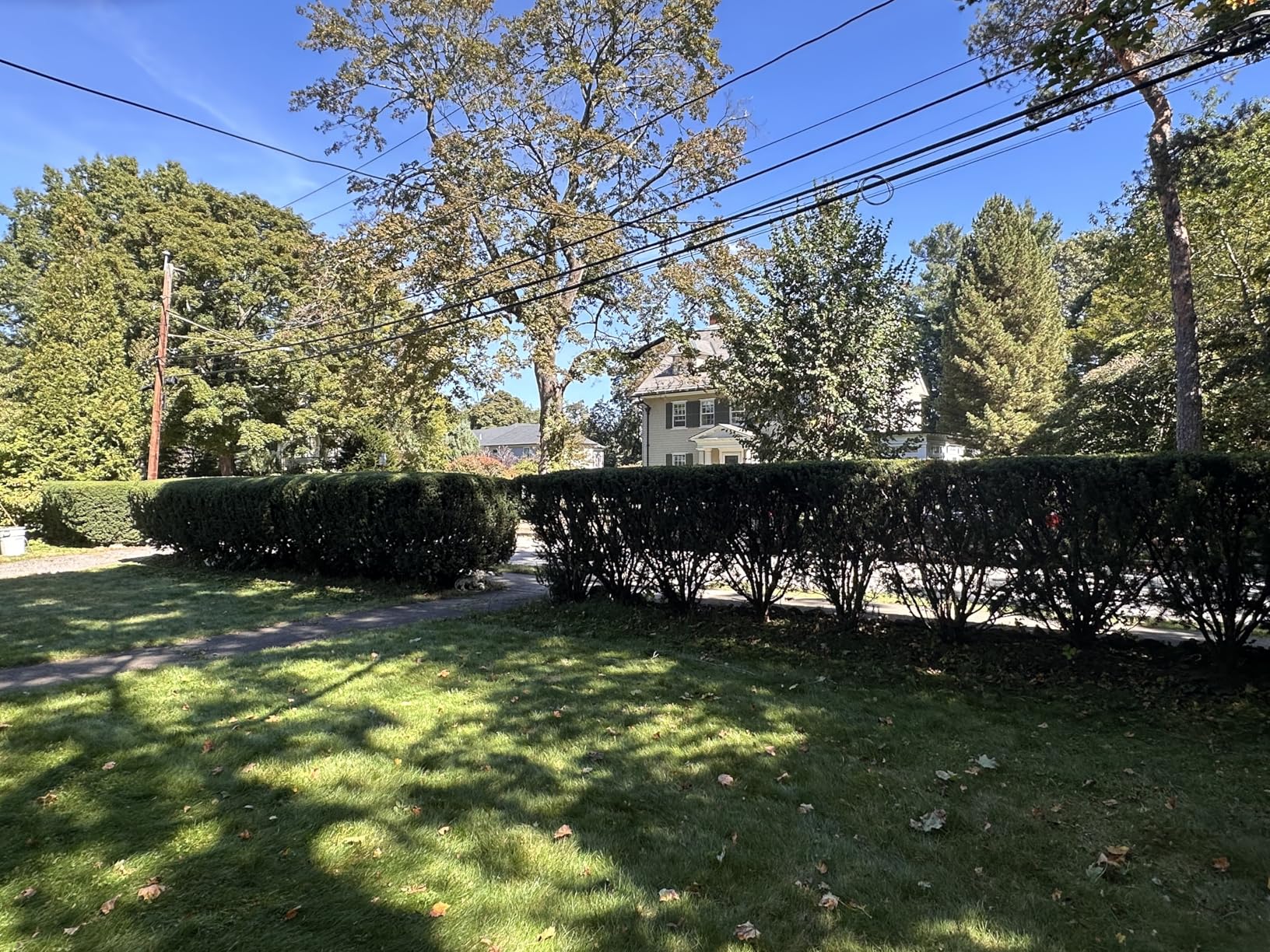 BLACK+DECKER 20V MAX Cordless Hedge Trimmer, Battery and Charger Included, 22 Inch Steel Blade Lightweight Bush Trimmer, Soft Grip, Less Vibration (LHT2220) customer photo 2