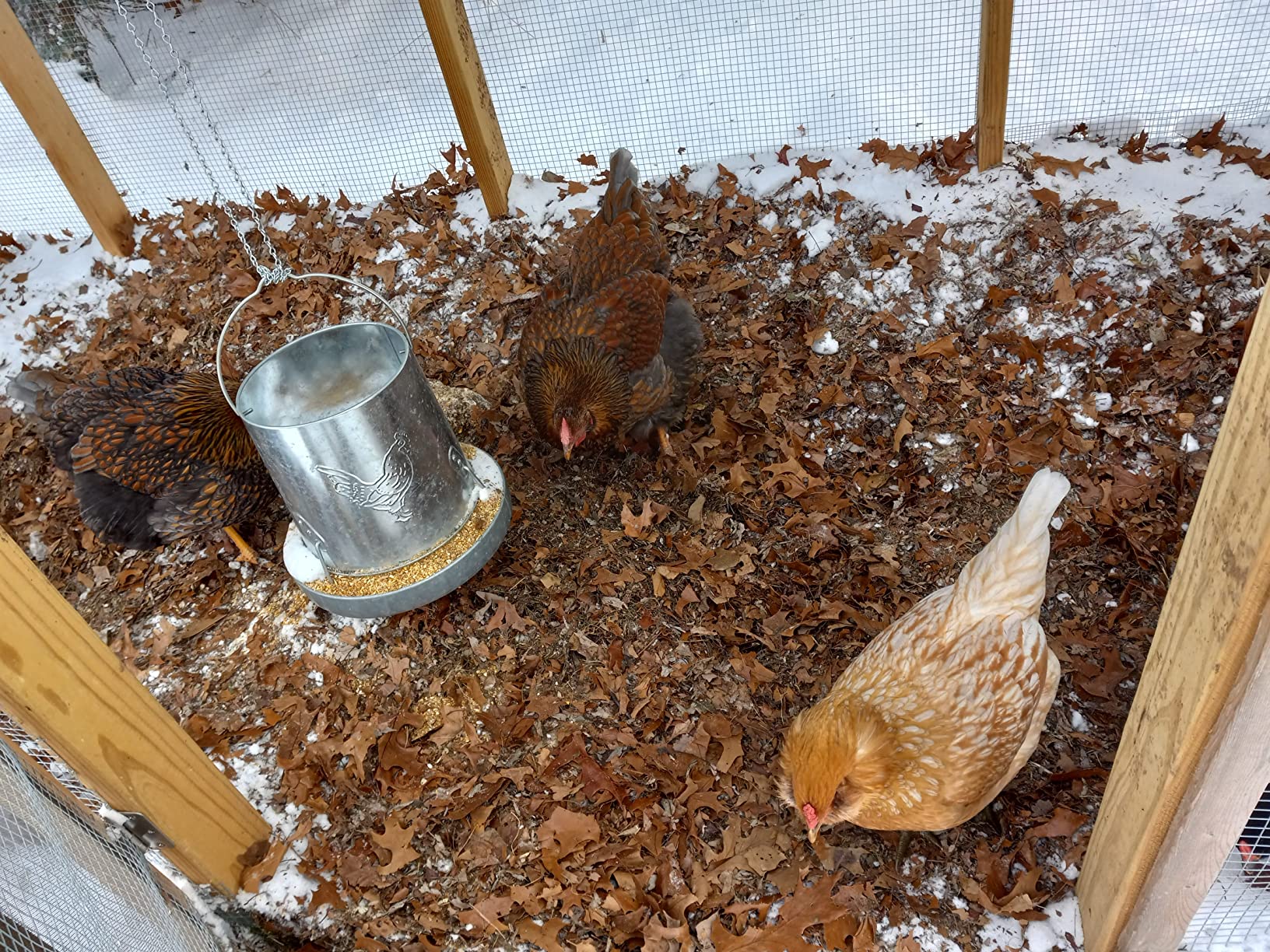 Harris Farms Galvanized Hanging Poultry Feeder, 15 lbs, Metal customer photo 2