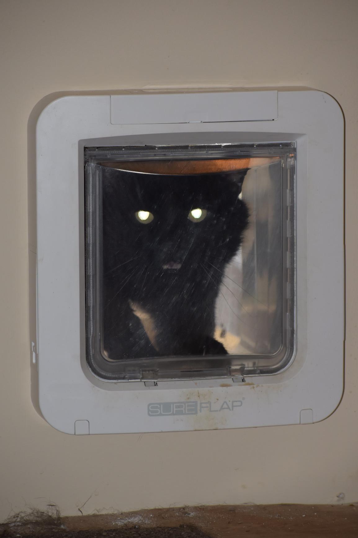SureFlap-Sure Petcare Microchip Pet Door (White) customer photo 1