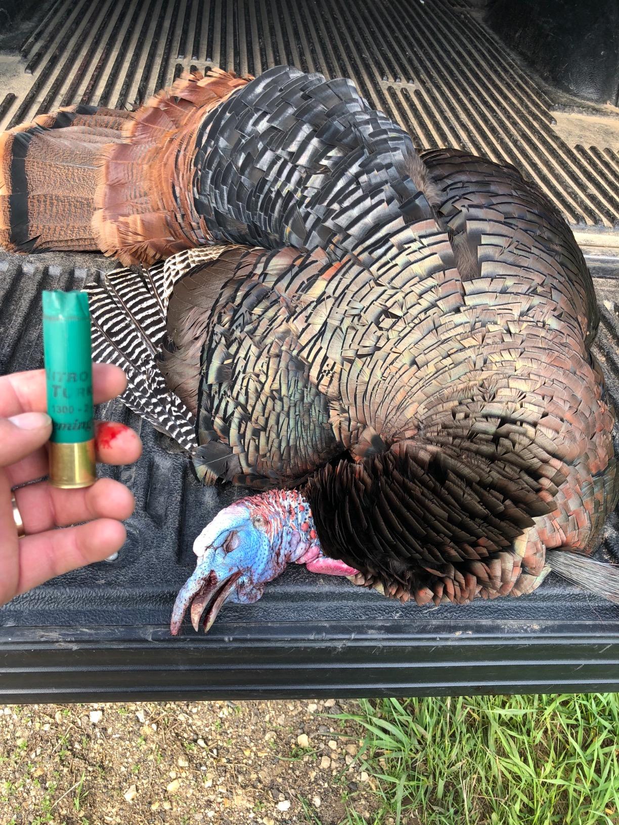 Avian-X LCD Strutter Turkey Decoy customer photo 1