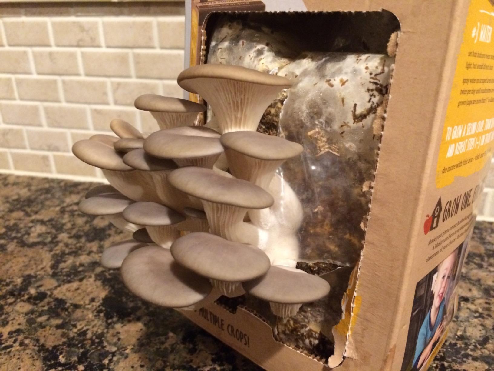Back to the Roots Organic Oyster Mushroom Grow Kit, Harvest Gourmet Mushrooms In 10 Days customer photo 2