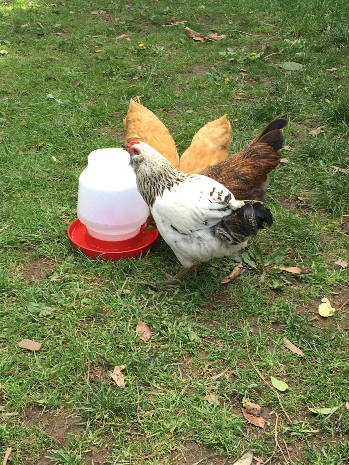 Little Giant Complete Plastic Poultry Fount | Heavy Duty Plastic Gravity Fed Water Container Jar | Waterer for Chickens, Turkeys, Ducks & More | Made in USA | 1 Gallon | Red customer photo 1