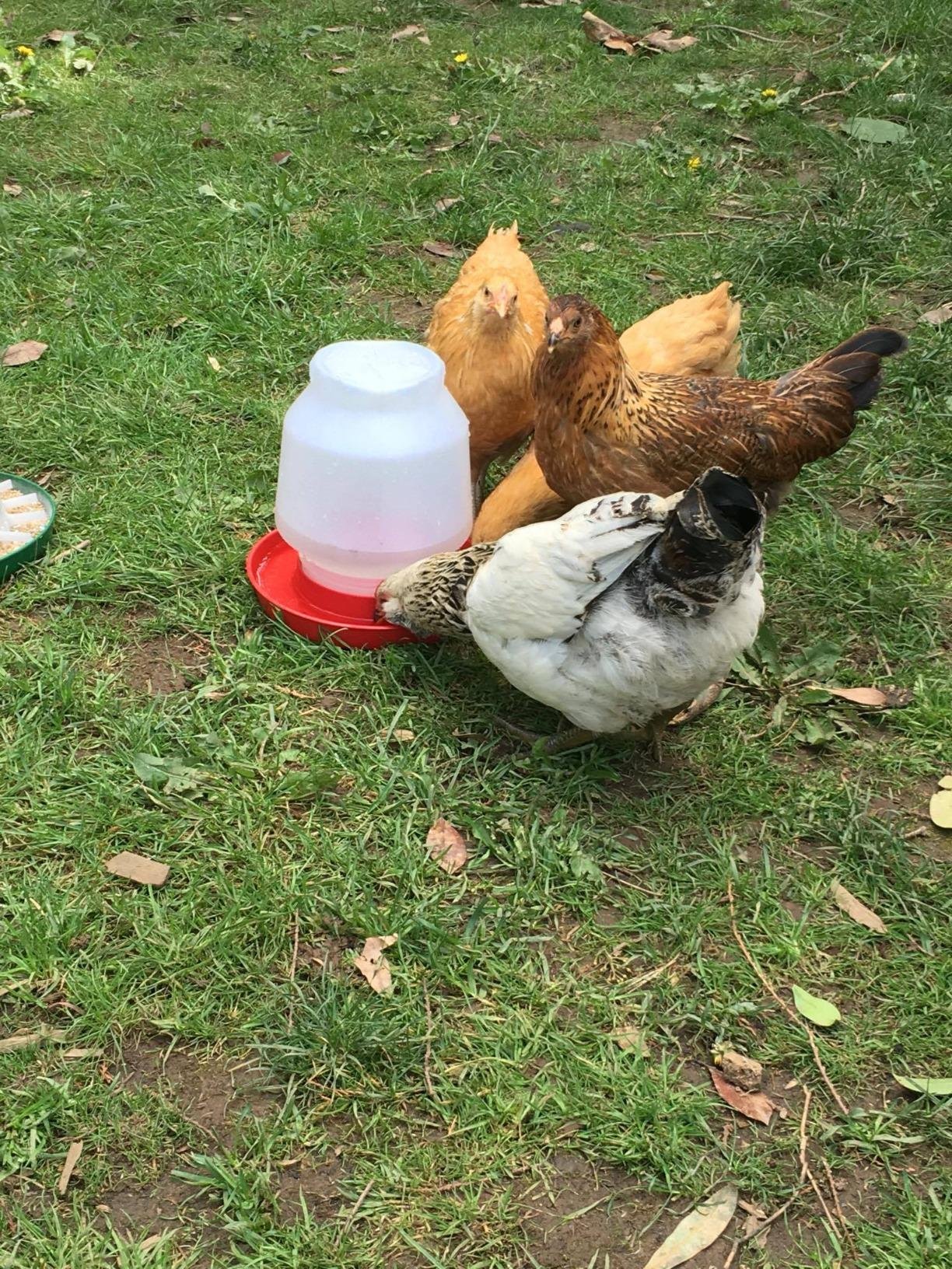Little Giant Complete Plastic Poultry Fount | Heavy Duty Plastic Gravity Fed Water Container Jar | Waterer for Chickens, Turkeys, Ducks & More | Made in USA | 1 Gallon | Red customer photo 2