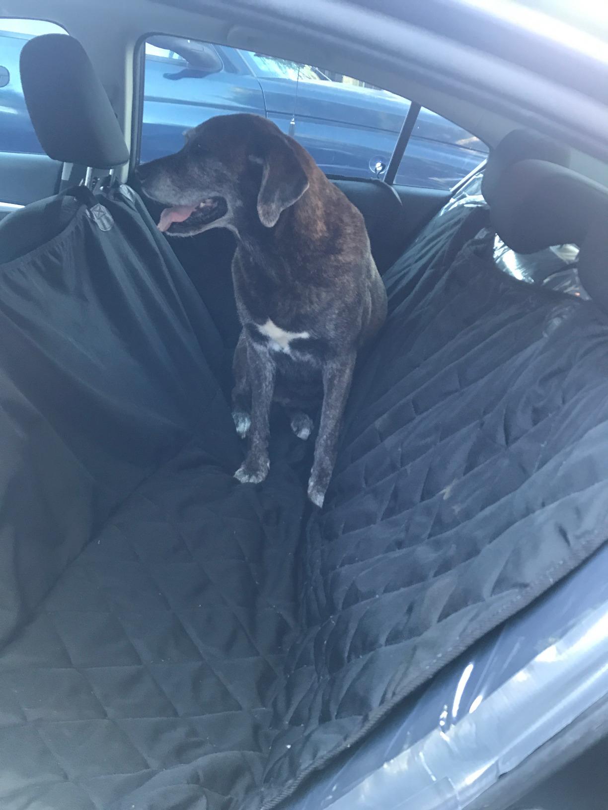 4Knines Dog Backseat Cover with Hammock for Cars, SUVs, and Trucks - Waterproof Layers, Nonslip Seat Protector, Durable Nylon Clips, K9 Shield with Heavy Duty Thread, (Regular, Black) customer photo 2
