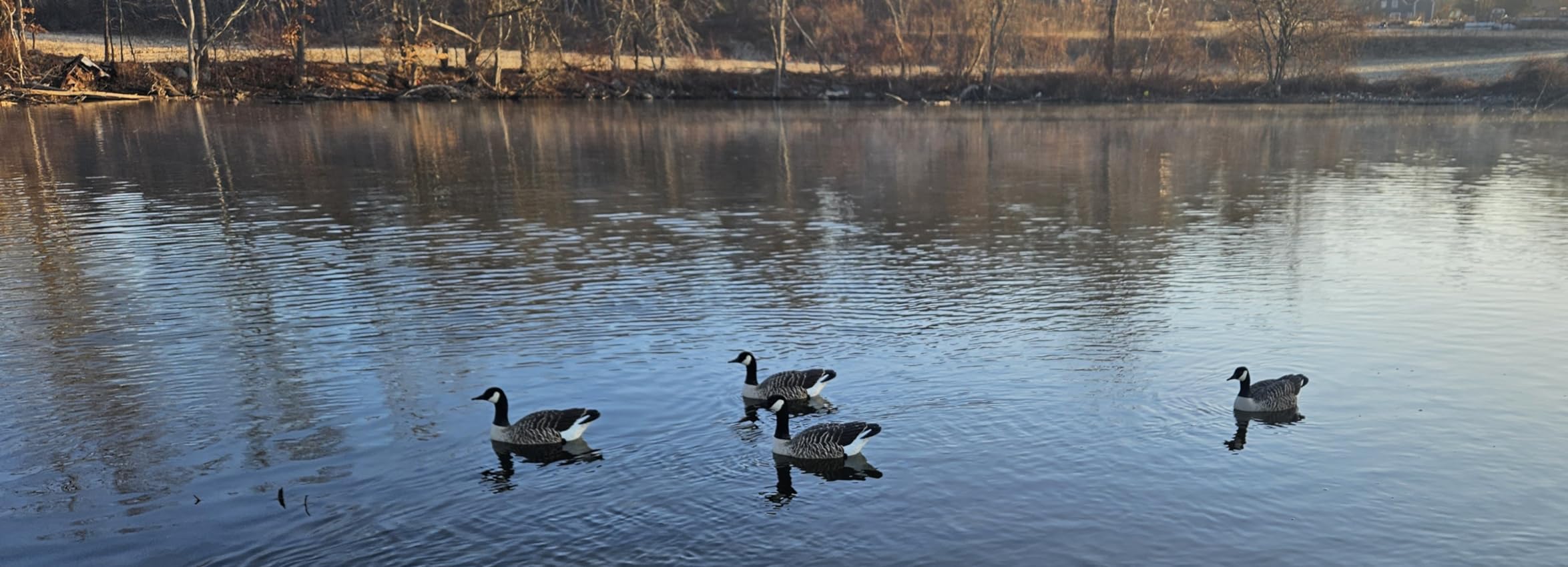 Avian X Topflight Honker Floaters with True to Life Postures and Weight Forward Swim Keel for Hunting Use customer photo 1